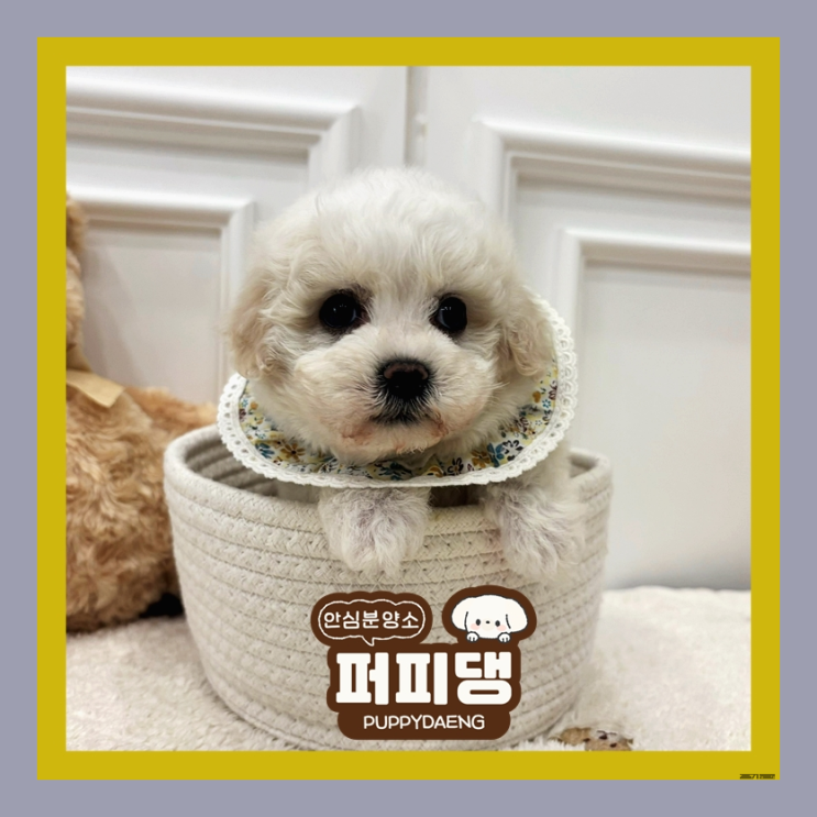 아산강아지분양 전문인 곳