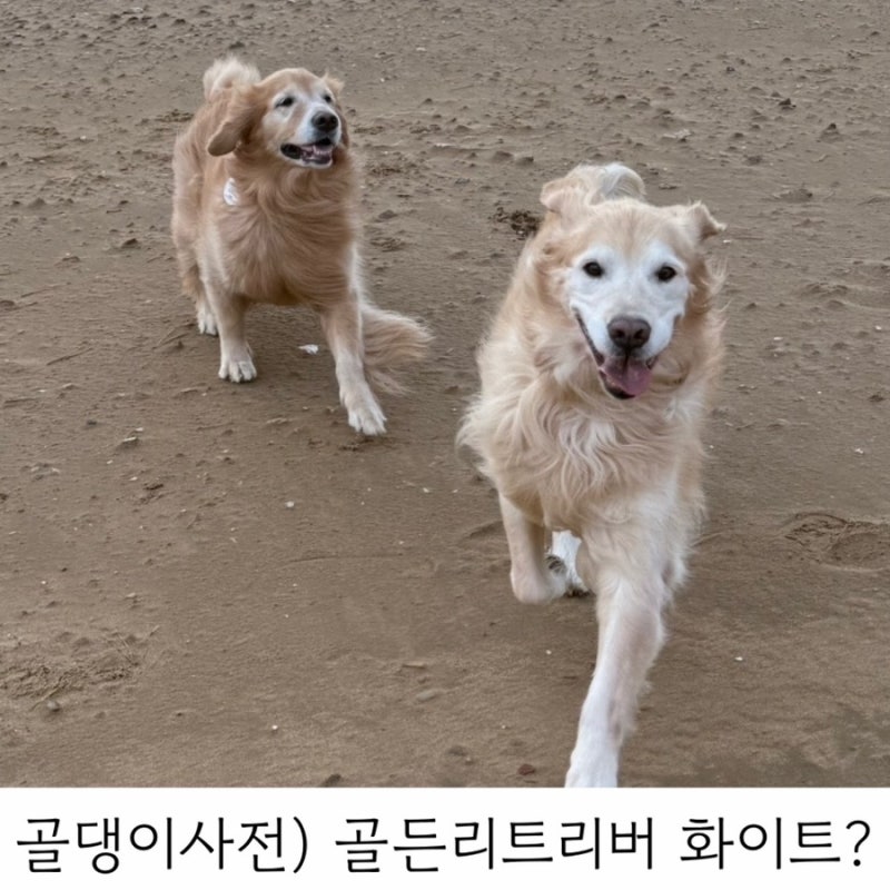 골댕이사전)) 골든리트리버의 털색깔 화이트가 있다?