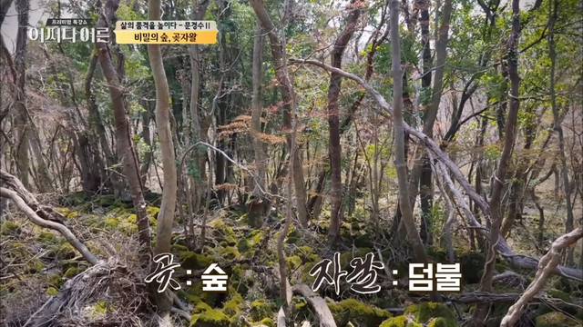 비밀이 밝혀진 것이 오히려 비극이 된 숲