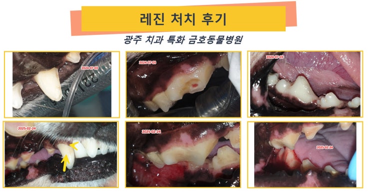  광주 강아지 치과 - 광주 강아지 레진 시술 실제 후기[광주 치과 동물병원, 강아지 치아파절, 강아지 신경치료, 강아지 레진]
