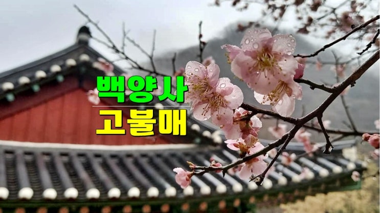 국내여행 전라도 3월 가볼만한곳 · 장성 백양사 고불매 홍매화 명소 개화시기 국내여행 전라도 3월 가볼만한곳 · 장성 백양사 고불매 홍매화 명소 개화시기