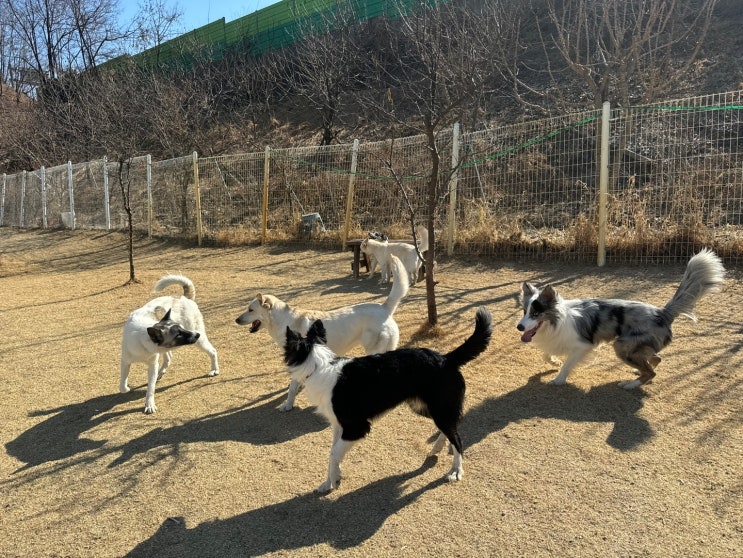  흥분도 높은 강아지에게는 포인트 교육으로 안정감을 키워줄게! 위례 애견유치원 라드독