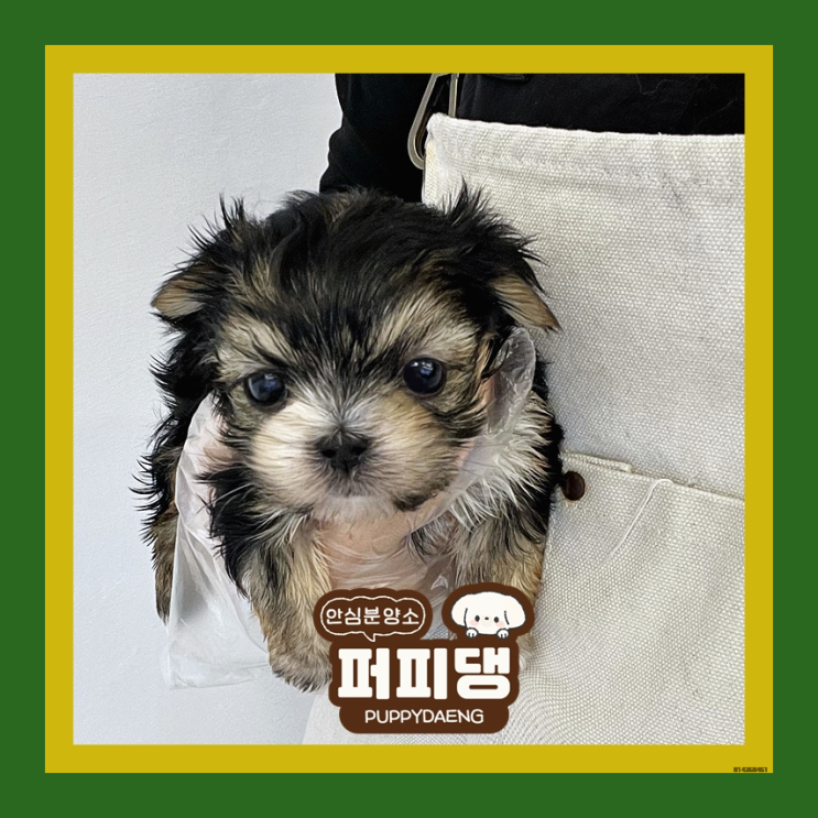 금산애견분양 스스로 해결