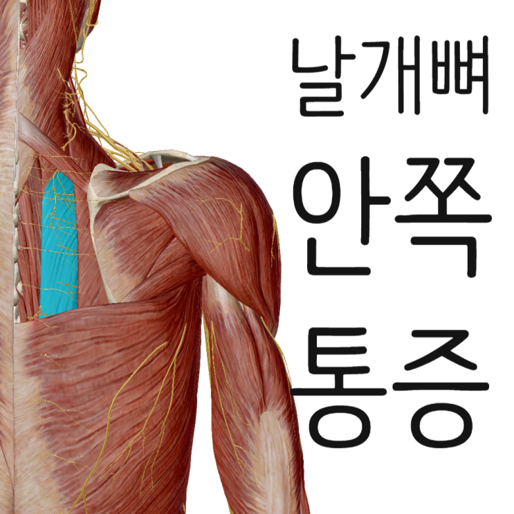 날개뼈 안쪽 통증 목 디스크라면 추나요법으로 날개뼈 안쪽 통증 목 디스크라면 추나요법으로