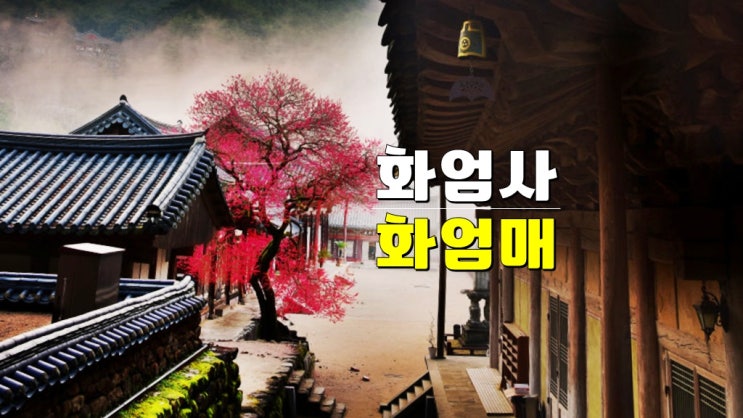 2025년 구례 화엄사 화엄매 개화시기 · 홍매화 들매화 사진 콘테스트 (프로사진 휴대폰 카메라) 2025년 구례 화엄사 화엄매 개화시기 · 홍매화 들매화 사진 콘테스트 (프로사진 휴대폰 카메라)