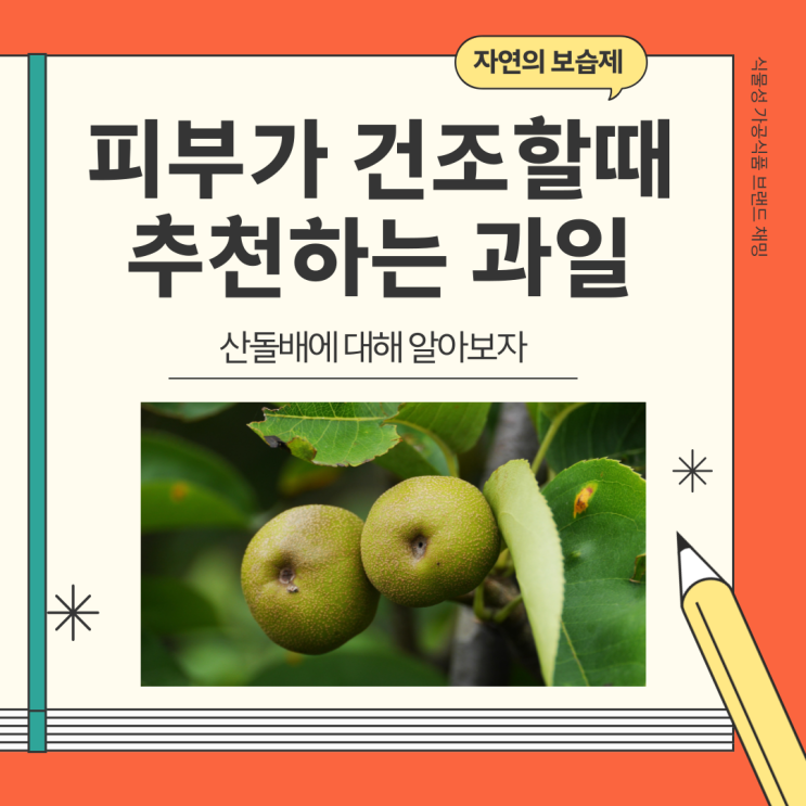  피부가 건조할때 추천하는 과일 자연의 보습제