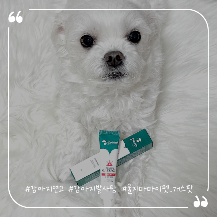  강아지용품추천 강아지연고 강아지발사탕엔 울지마마이펫 개스팟