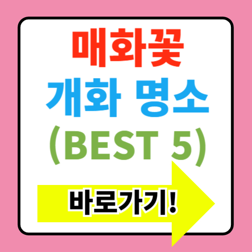  2025년 매화꽃 개화시기와 명소 총정리(+올해 매화꽃은 언제 필까?)