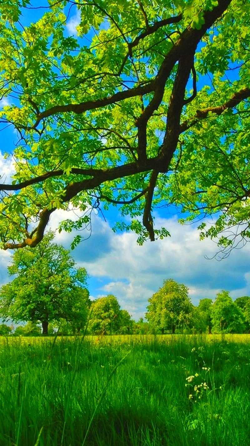 🌱봄풍경 이미지100-6🌱 : 네이버 블로그, image size:800x1423