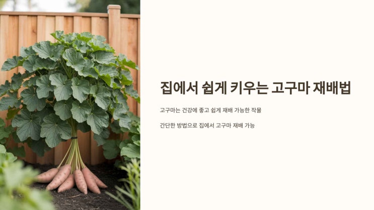  집에서 고구마 기르기 ,고구마 키우기, 고구마심는법