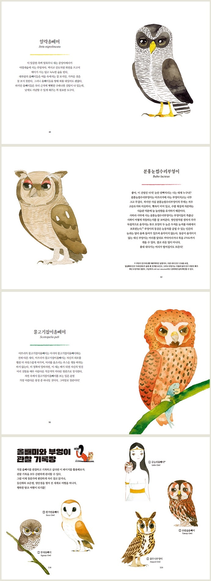 신간] 수채화처럼 따뜻하고 감성적인 올빼미와 부엉이 일러스트 도감 《올빼미와 부엉이》 : 네이버 블로그, image size:691x1905