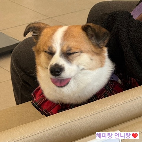  서울 강아지노안검진 아이본동물병원 안과전문동물병원추천