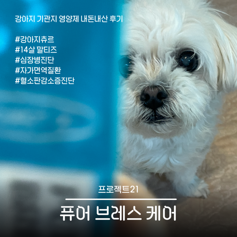 프로젝트21 퓨어 브레스 케어 내돈내산 후기