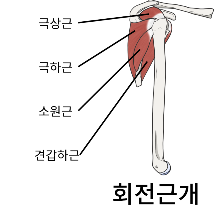  극상근과 극하근, 견갑하근과 소원근까지 회전근개를 알아보자
