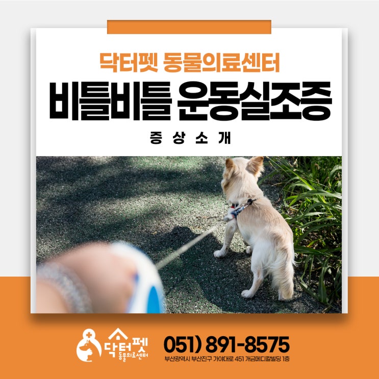  강아지가 이상하게 걸어요 비틀비틀 운동실조증 Ataxia (부산 신경계 동물병원 닥터펫)
