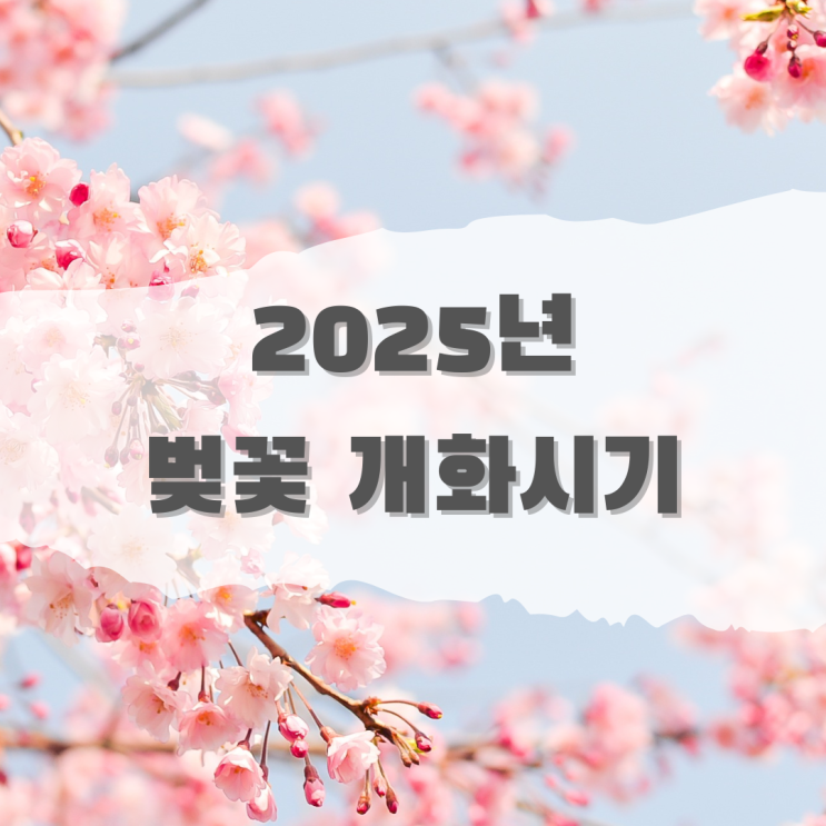 2025 벚꽃 개화시기 명소 축제 추천 평년보다 3~8일 빨라요.