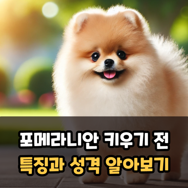  포메라니안 키우기 전, 특징과 성격 알아보기