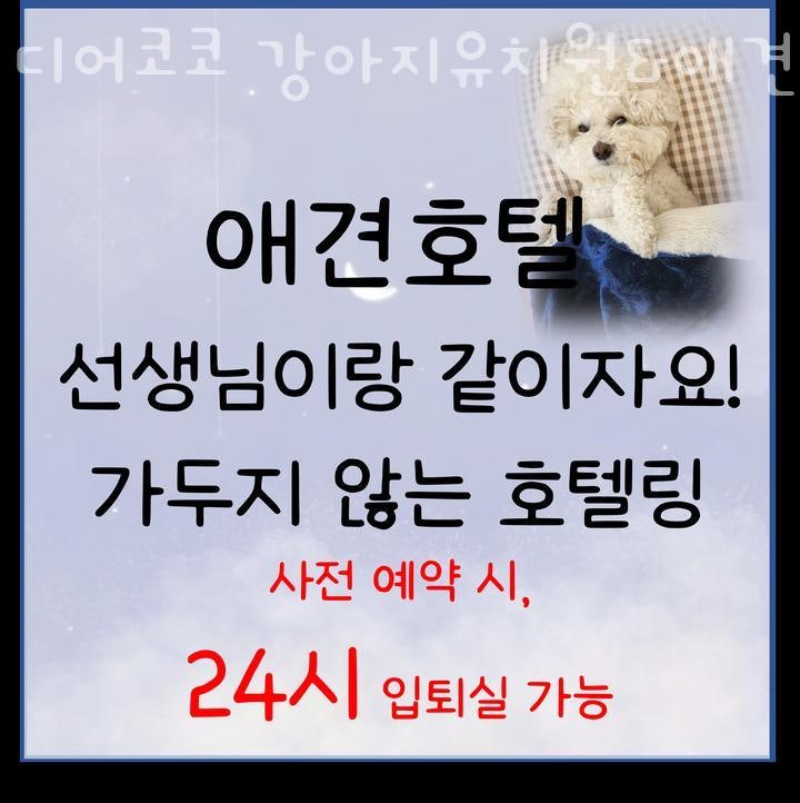 디어코코 강아지유치원&애견호텔