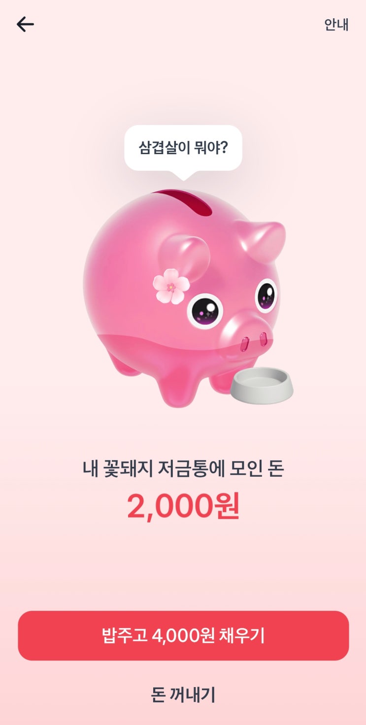 토스 봄맞이 꽃돼지 키우고 밥주기 토스 봄맞이 꽃돼지 키우고 밥주기