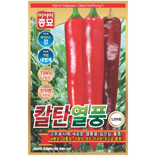  고추 가식모 작업하는날~