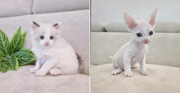  퍼스트캣 대구점, 풍성한 서비스로 이뤄진 고양이 분양