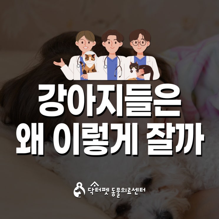  강아지는 왜 이렇게 잘까? 개 수면자세의 의미 (부산 공휴일 야간 동물병원 닥터펫동물의료센터)