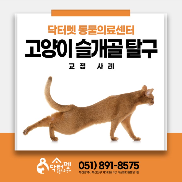  7살 고양이 양측 슬개골 탈구 교정 (부산 정형외과 수술 동물병원 닥터펫)