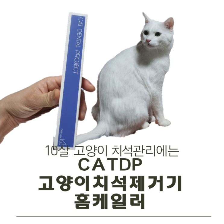  10살 고양이의 치석 관리, 캣디피 고양이 치석제거기 홈케일러