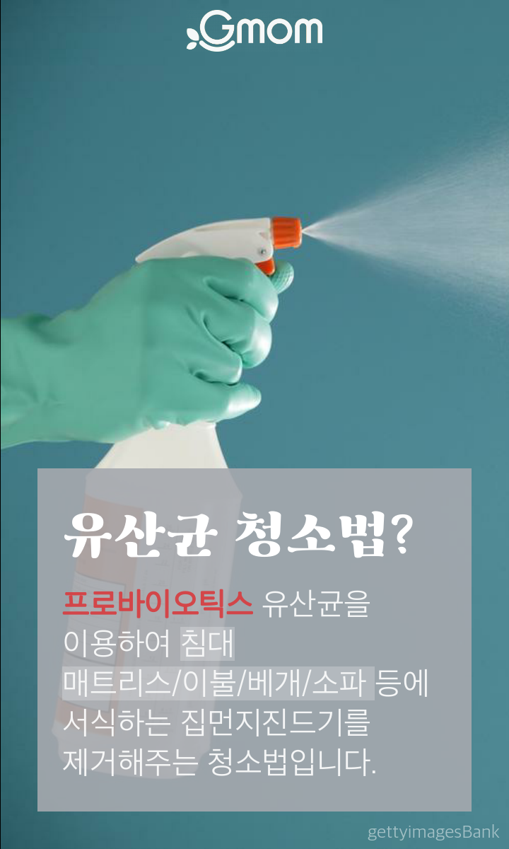 유산균 청소법