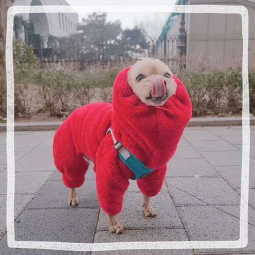  강아지하네스추천 구비펫 내돈내산 5년째 애견용품