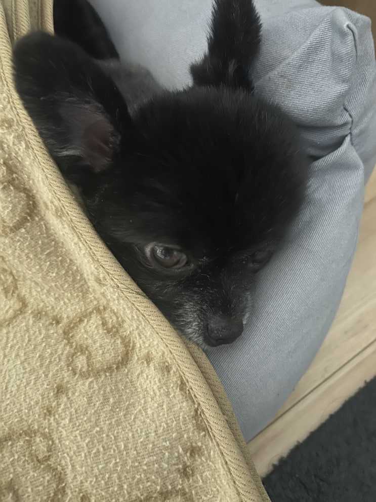  저희 초코핑 미용했어요!!