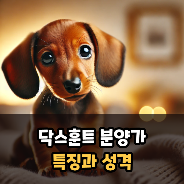  닥스훈트 분양가 및 특징 성격