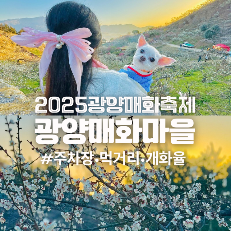  광양여행 가볼만한곳 2025 매화축제 기간 매화마을 개화시기