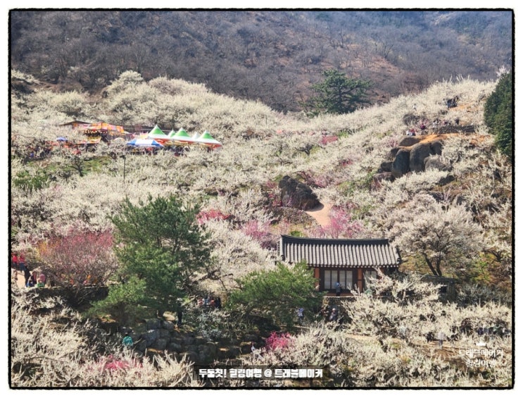  광양 매화마을 매화축제, 주차장, 프로그램, 포토존