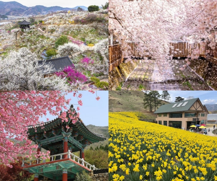  다가오는 봄, 가볼만한 남부지방 봄꽃 명소 33곳