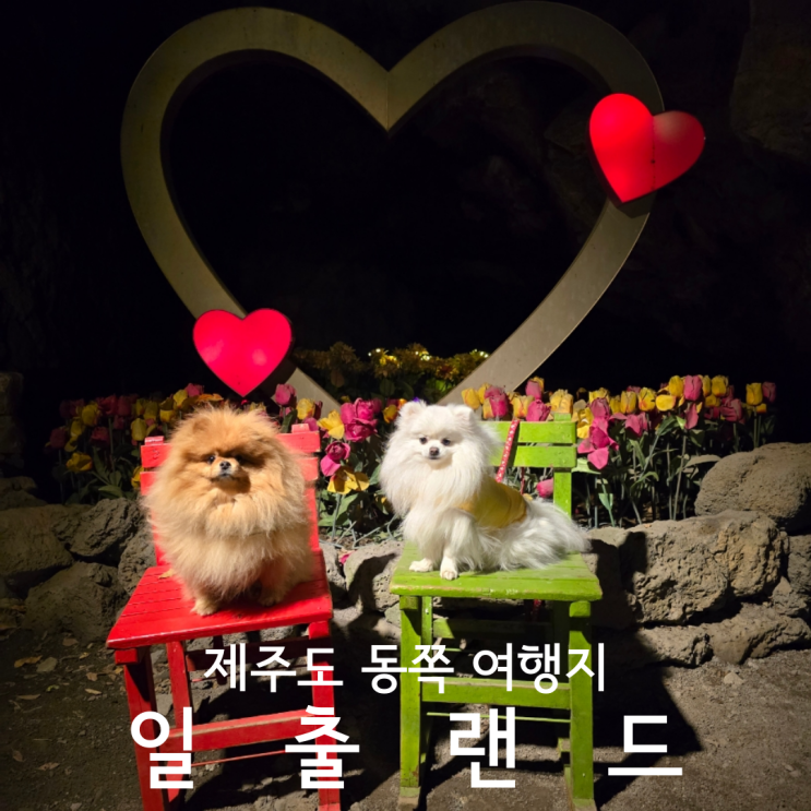  제주 동쪽 여행지 산책하기 좋은 식물원 일출랜드 입장료 할인 애견동반 후기
