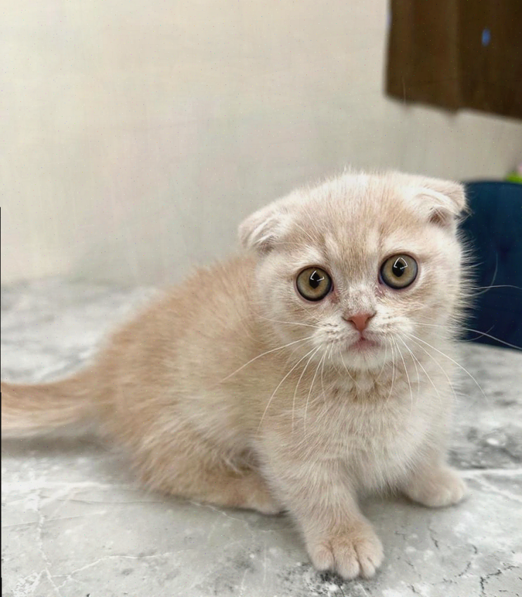  대전고양이분양, 쾌적한 매장에서 사랑스러운 고양이 선택하기