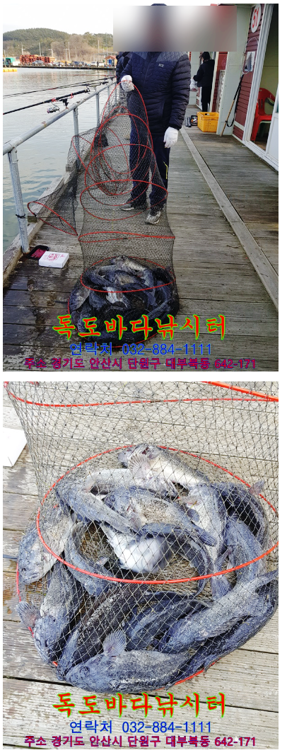   2025년 대부도 독도 바다 낚시터 노지 개장 전 체크해야 할 필수 가격 수심 포인트! 