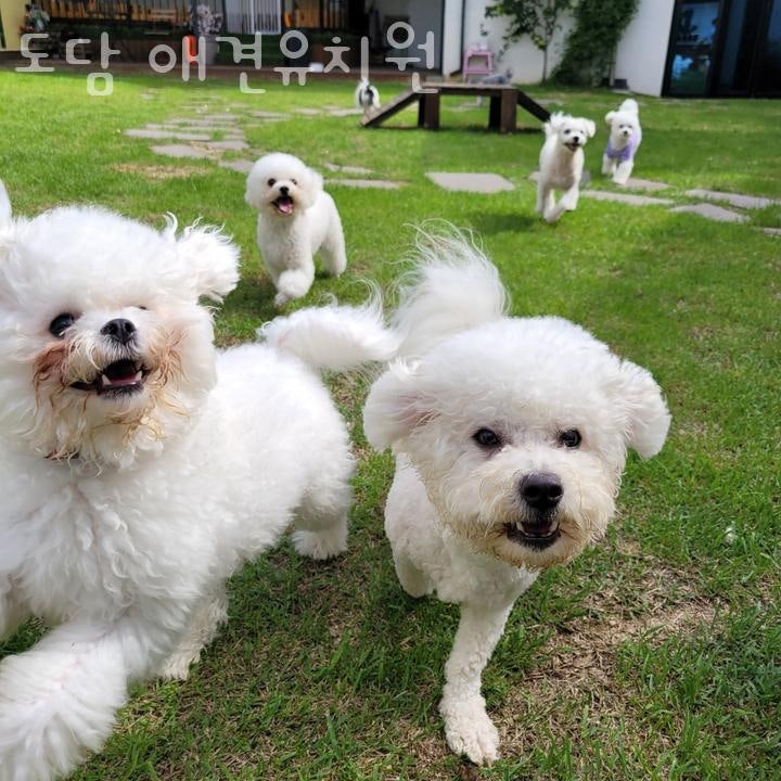 도담 애견유치원