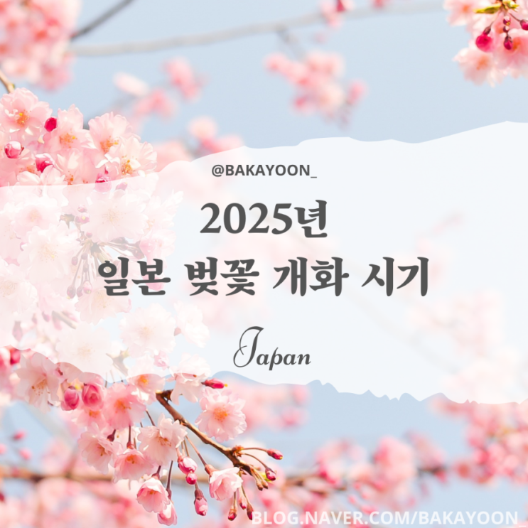  2025년 일본 벚꽃 개화 시기, 후쿠오카, 교토, 오사카 주요도시 일정