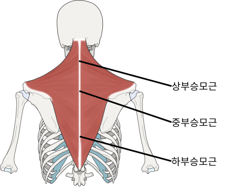  목어깨통증의 핵심, 승모근의 기능과 위치에 대해 알아봅시다.