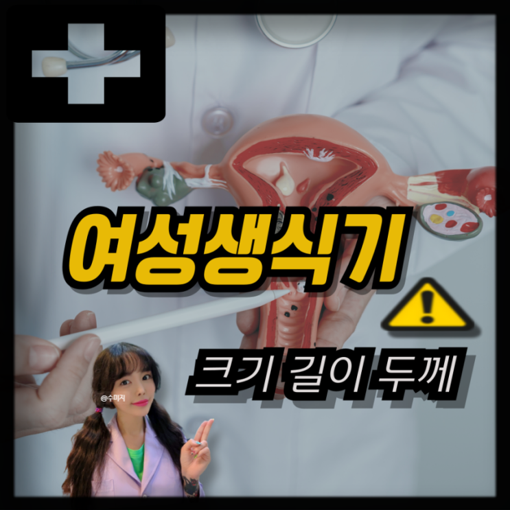  여자 생식기 구조 자궁경부 길이 질길이 자궁크기 자궁벽 두께