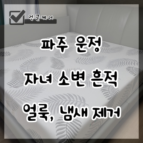 매트리스 소변 냄새 얼룩 제거 파주 운정