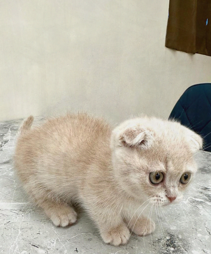  대전고양이분양, 첫 고양이와의 특별한 만남! 대전 고양이 전문샵 퍼스트캣