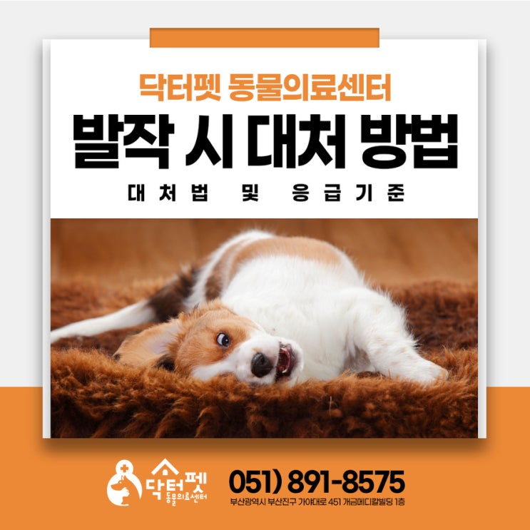  강아지 발작 시 대처 방법 (부산 신경계 동물병원 닥터펫)