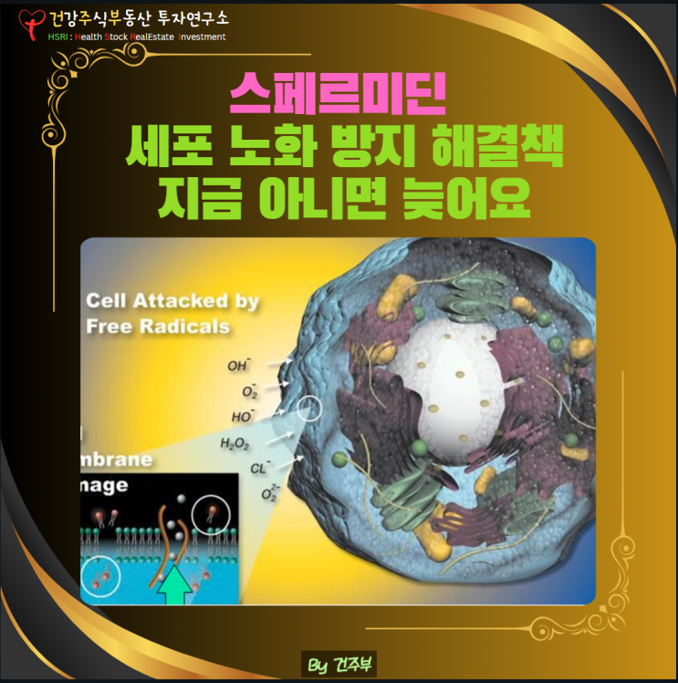  스페르미딘 효과, 노화를 멈추는 마지막 기회! 지금 시작하세요!
