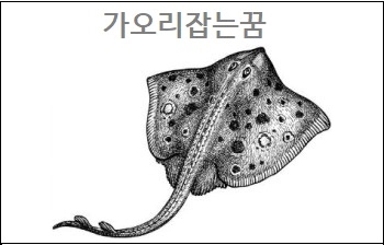  가오리꿈 가오리잡는꿈 큰 가오리 보는 꿈 가오리한테 쏘이는꿈 해몽