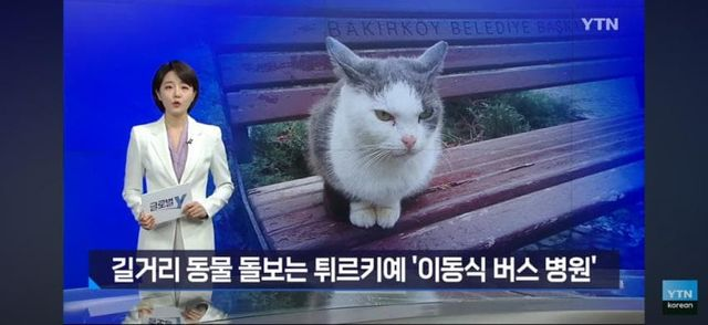 유기동물을 위한 이동식 버스 병원 운영하는 튀르키예