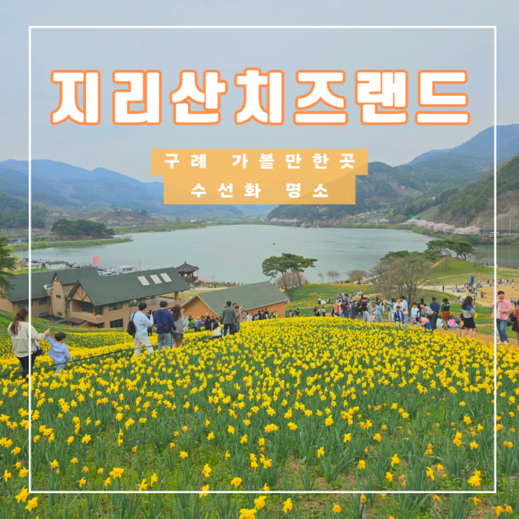  수선화 명소 구례 지리산 치즈랜드 수선화 주말 주차 입장료