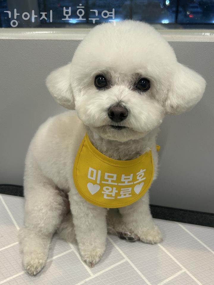 강아지 보호구역